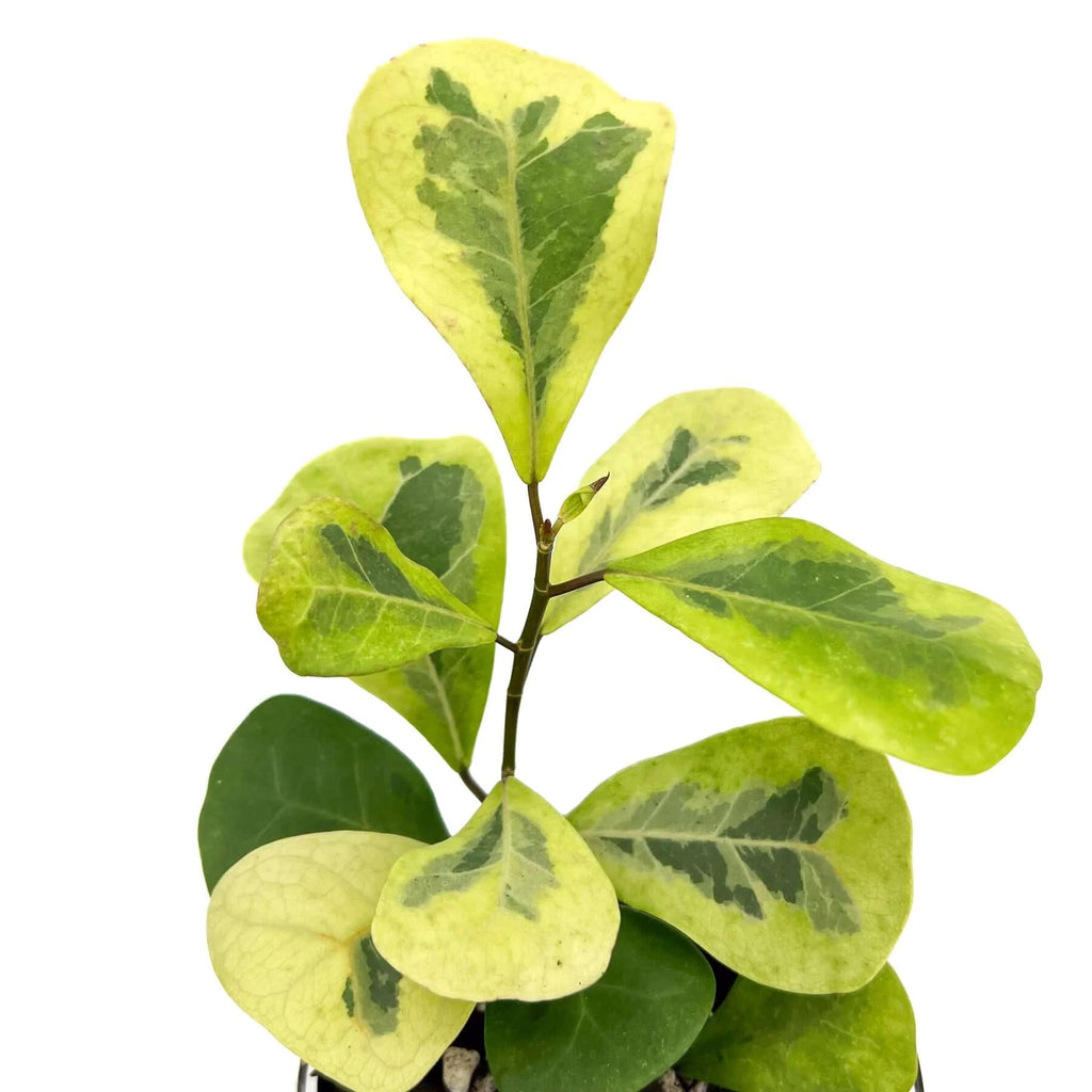 Ficus Triangularis Variegated | Indoor Plant | Chalet Boutique - Australia