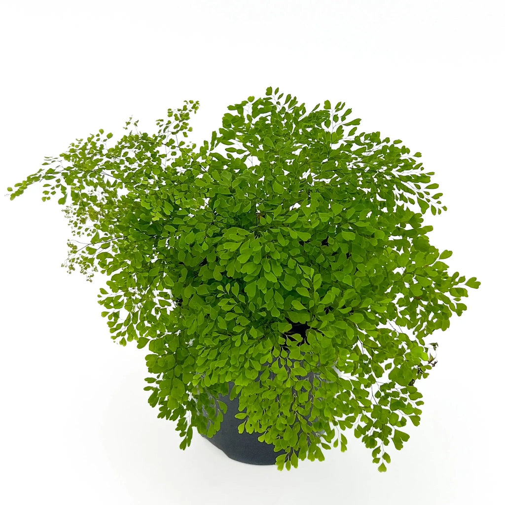 Fine Leaf Maidenhair Fern in a pot, showcasing delicate green fronds. Perfect for indoor plants lovers, Chalet Boutique, Australia.