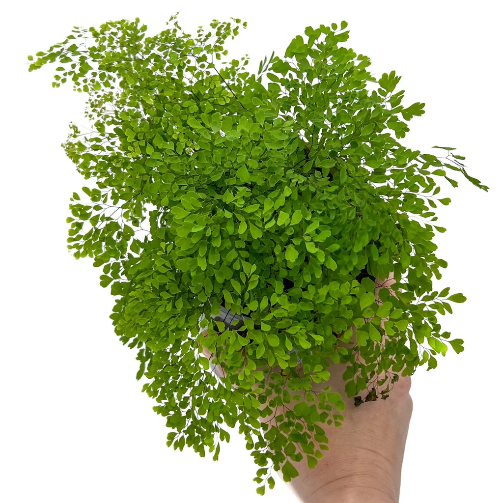 Fine Leaf Maidenhair Fern in a hand, showcasing delicate fronds and vibrant green foliage. Buy rare indoor plants online at Chalet Boutique, Australia.