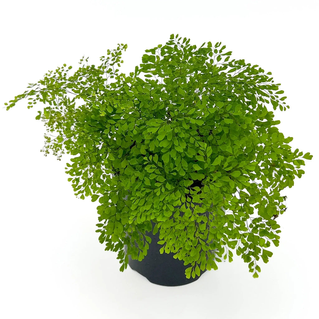 Fine Leaf Maidenhair Fern in 12cm pot; delicate green fronds for indoor spaces. Buy rare plants online at Chalet Boutique, Australia.