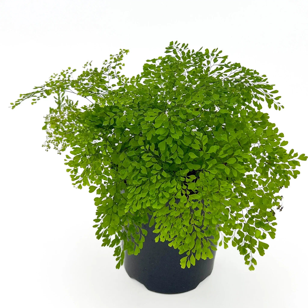 Fine Leaf Maidenhair Fern in a black pot, showcasing delicate green foliage, ideal for indoor plant lovers. Chalet Boutique, Australia.