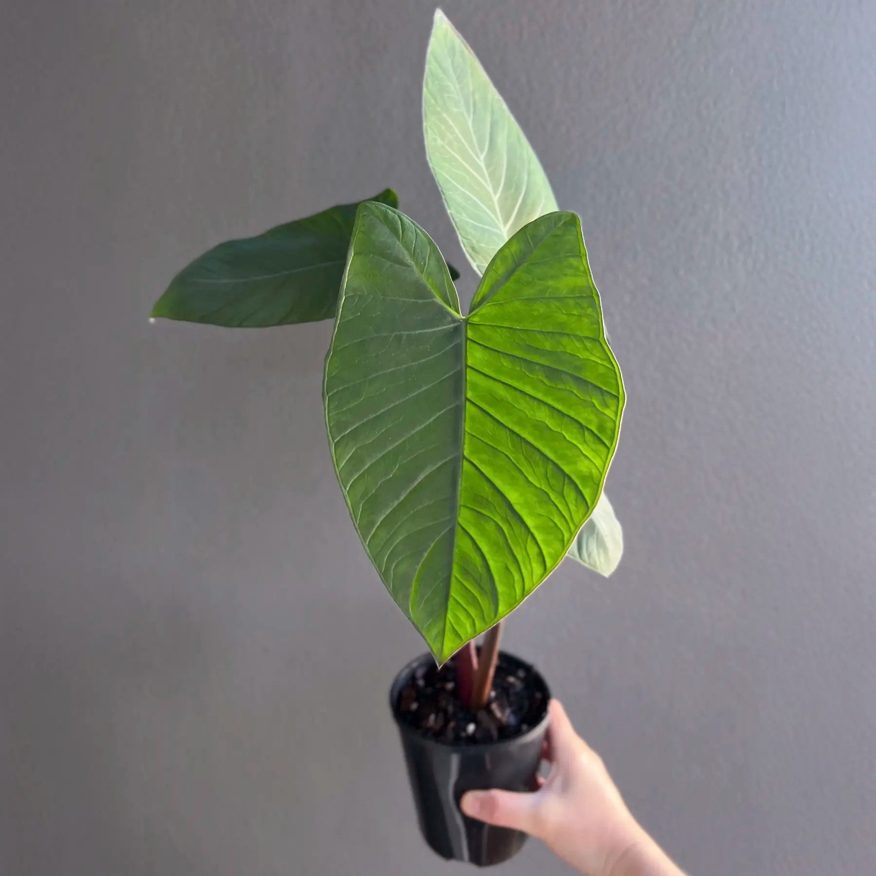 frozen elephant ear plant Buy Xanthosoma Frozen Planet