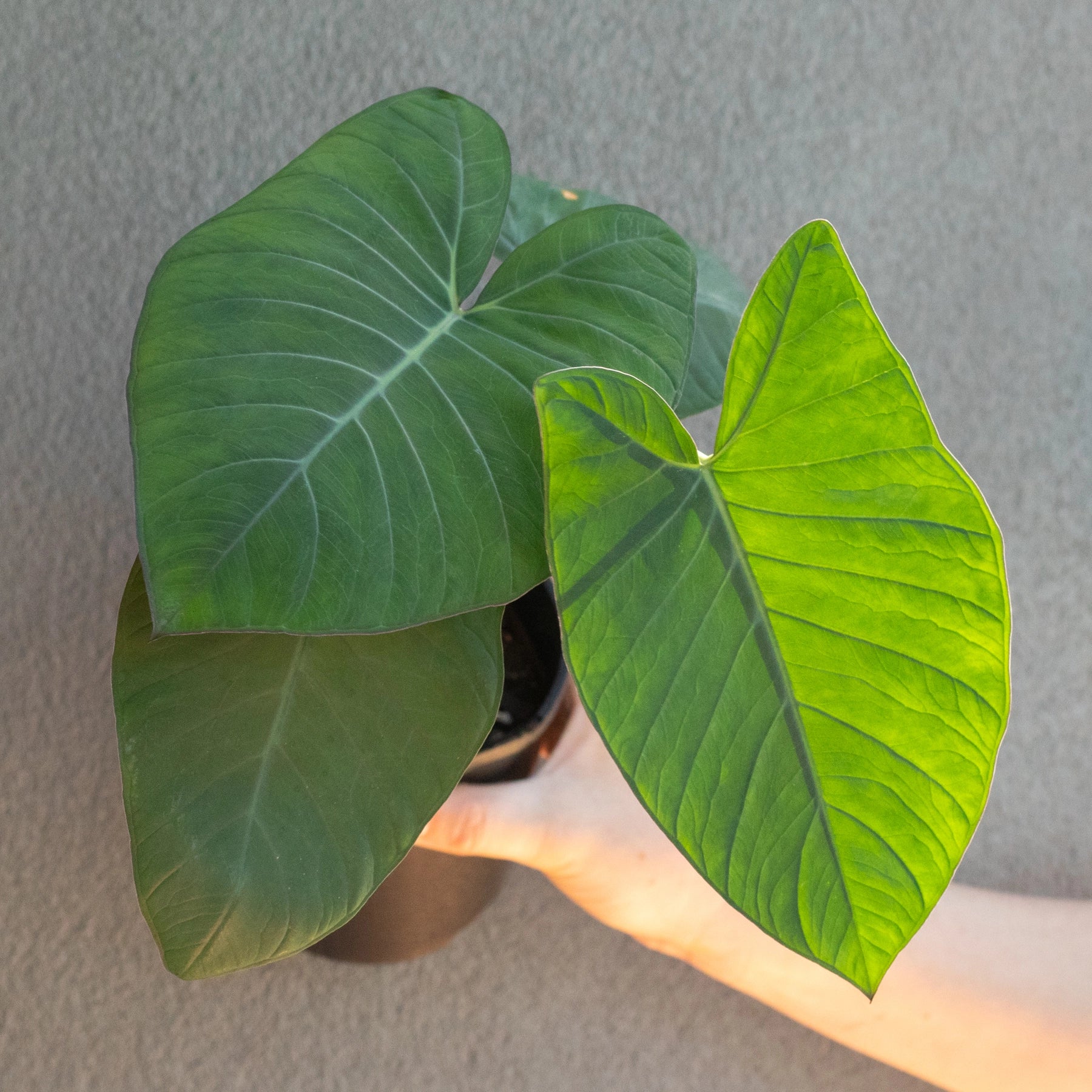 elephant ear plant frozen Buy Xanthosoma Frozen Planet