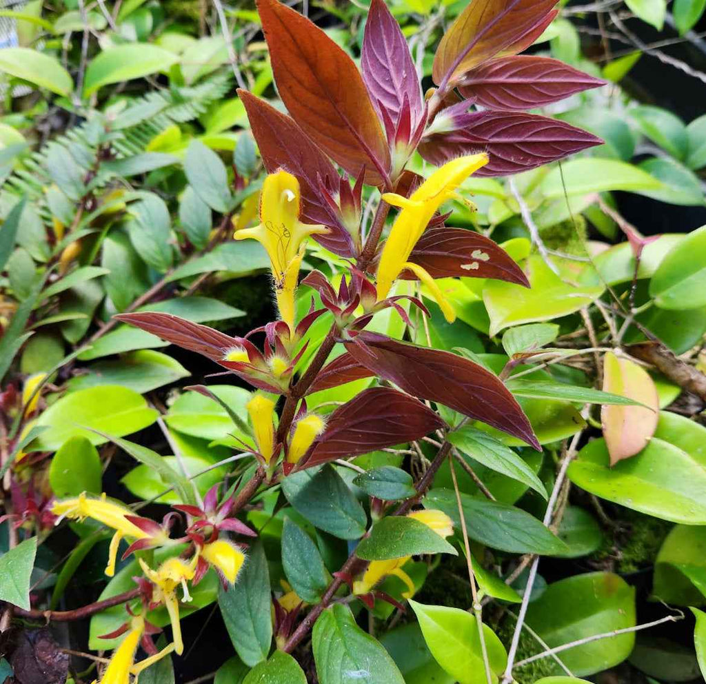 Side view of Columnea crassifolia Hunter Yellow held against a neutral background showing bright flowers and velvety green leaves.