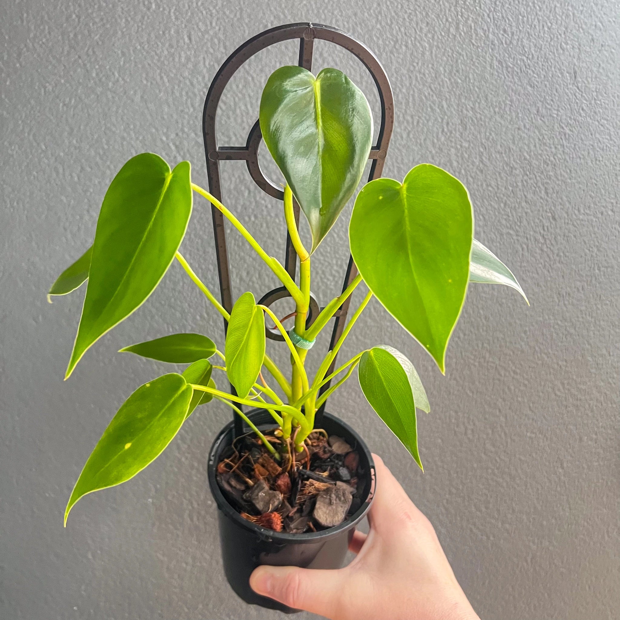 philodendron cordatum ' Rare Philodendron Cordatum Kunth for Sale