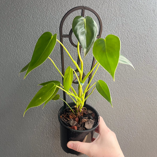 Rare Philodendron Cordatum Kunth for Sale - Chalet Boutique