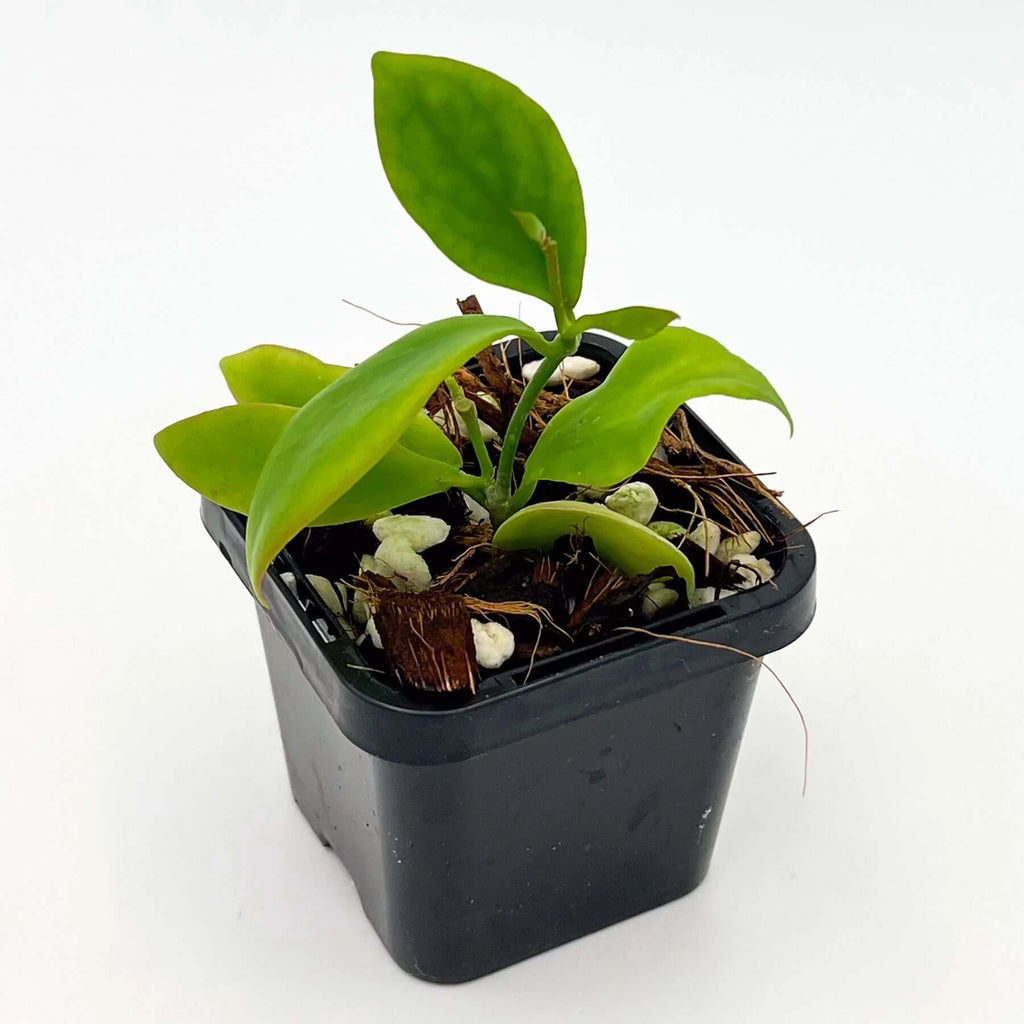 Hoya anulata | Indoor Plant | Chalet Boutique - Australia