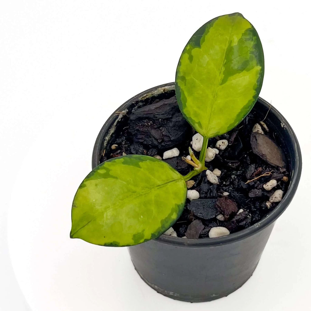 Hoya australis 'Lisa' | Indoor Plant | Chalet Boutique - Australia