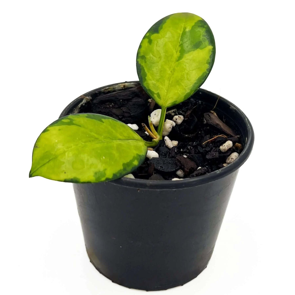 Hoya australis 'Lisa' | Indoor Plant | Chalet Boutique - Australia