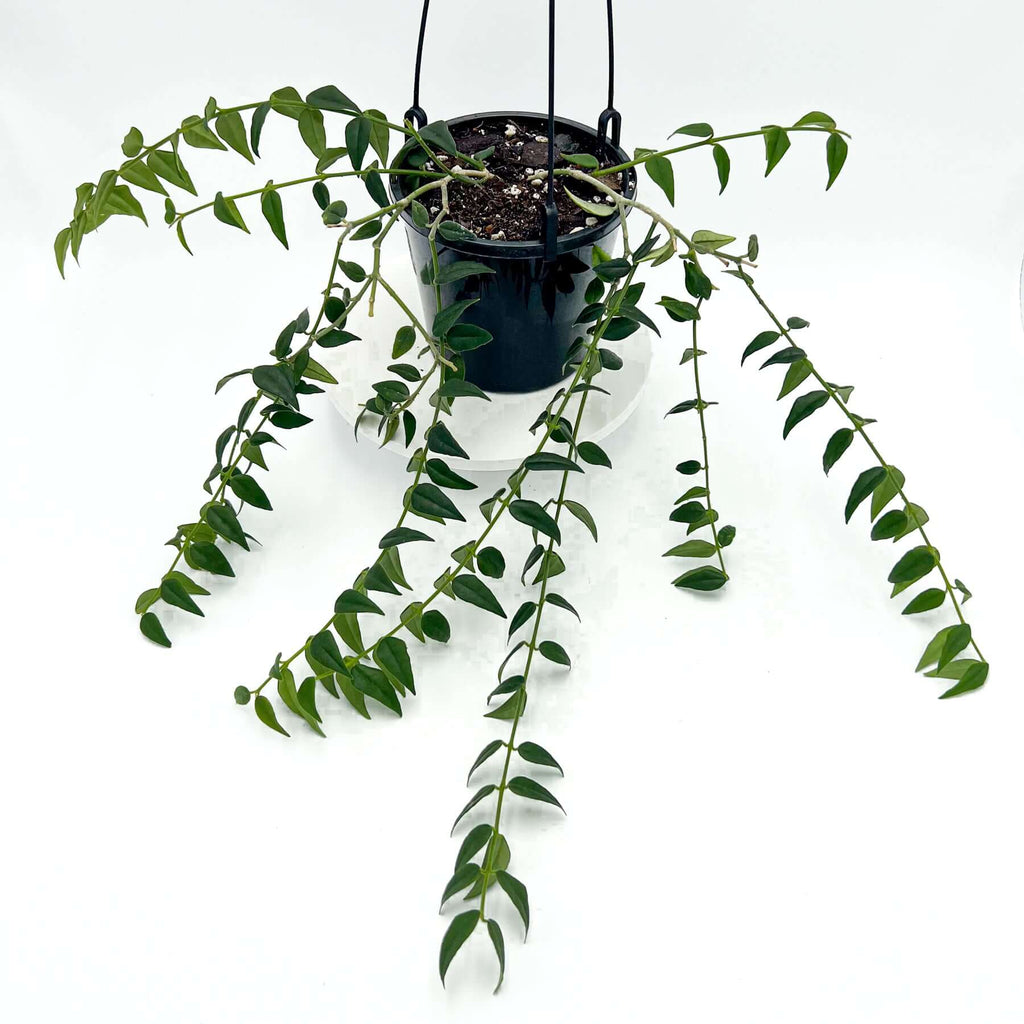 Hoya bella | Indoor Plant | Chalet Boutique - Australia