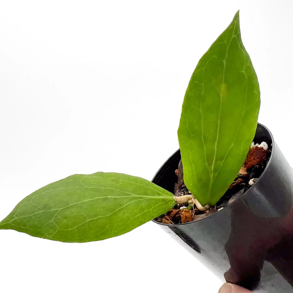 Hoya camphorifolia | Indoor Plant | Chalet Boutique - Australia