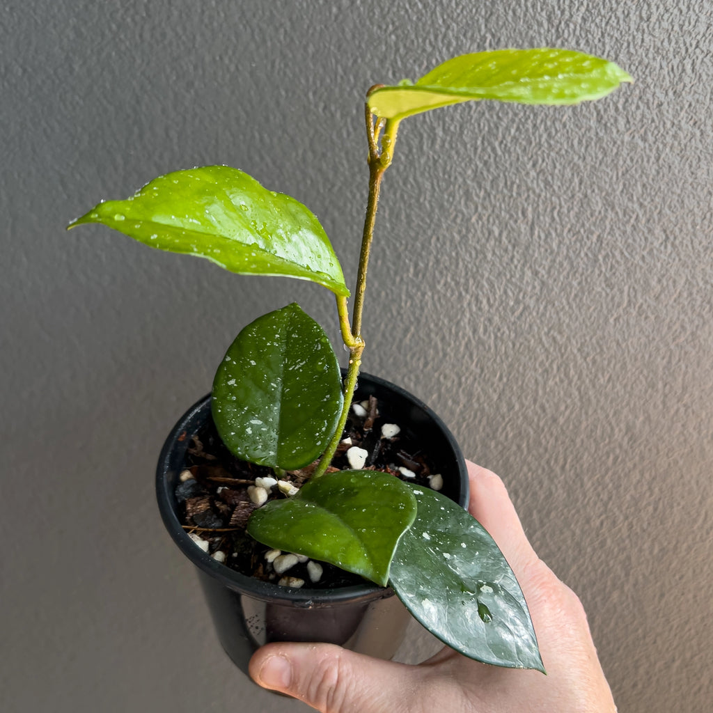 Hand holding a Hoya carnosa showing thick oval leaves with a smooth glossy surface and a deep even green tone.