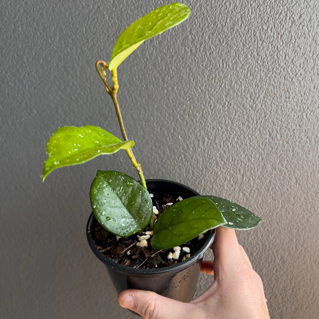 Close view of Hoya carnosa in hand highlighting the firm succulent style foliage, clean midrib and tidy trailing vines.