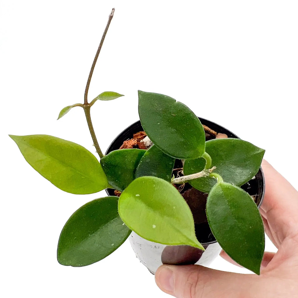 Hoya chouke plant with lush green leaves, a rare indoor plant available online in Australia for express shipping.