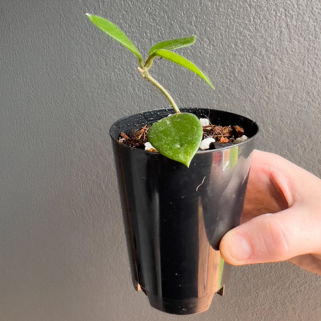 Hoya chouke in a black nursery pot with dense trailing stems and broad rounded leaves set against a neutral background.