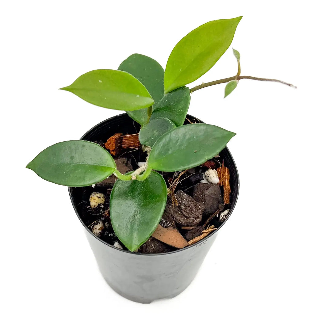 Hoya chouke plant in a black pot, perfect for indoor spaces, rare plants for Australian plant lovers.