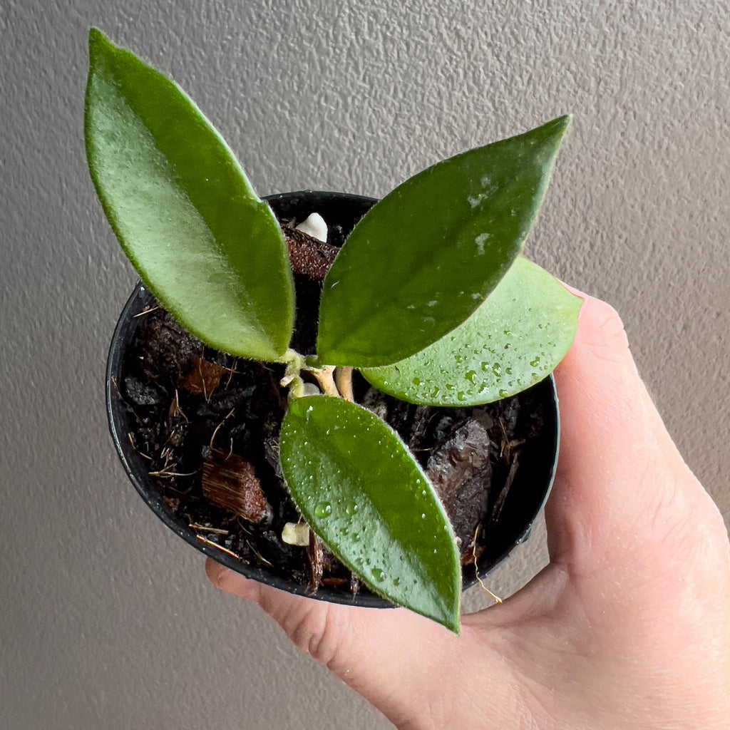 Cluster of Hoya chouke leaves in hand with bold round shapes, rich green tone and light speckling under natural light.