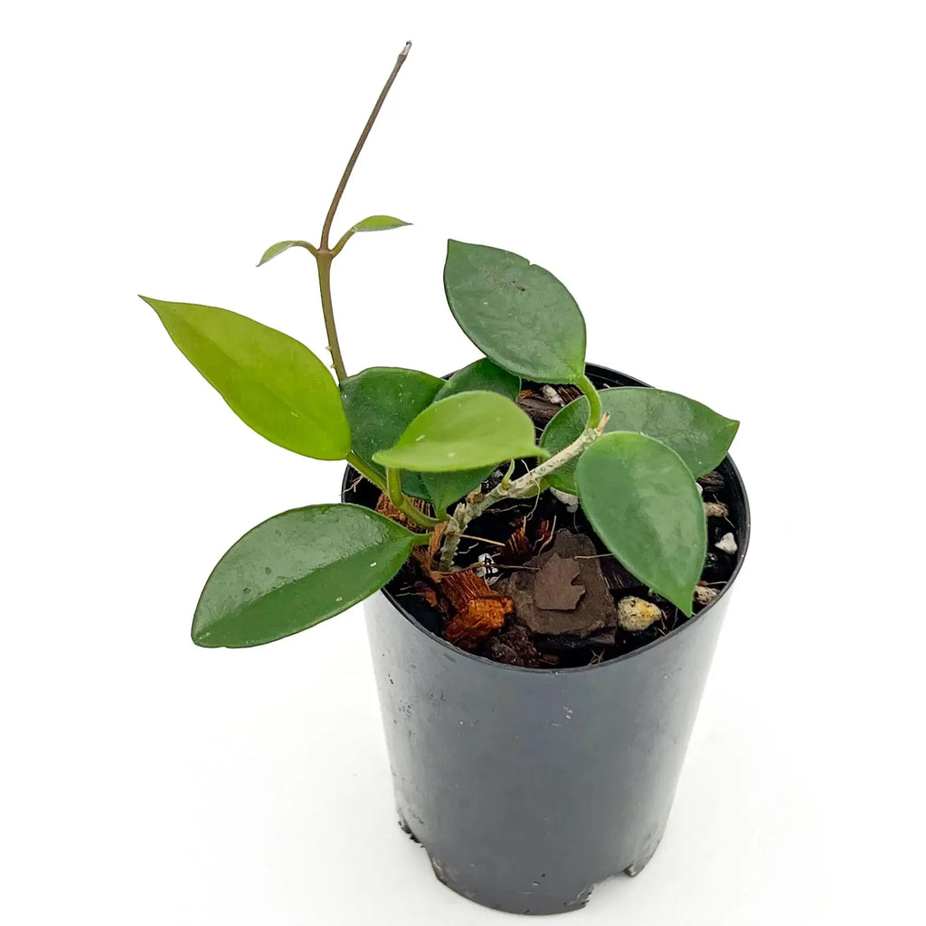 Hoya chouke in a pot, a rare indoor plant with lush green leaves, perfect for Australian plant enthusiasts.