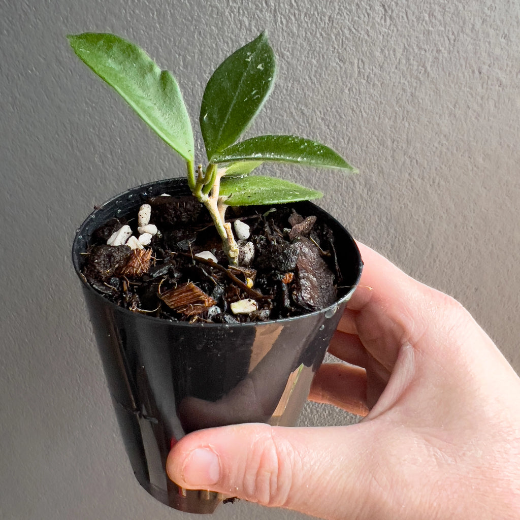 Hand holding a Hoya chouke showing the glossy leaf texture, subtle silver spotting and clean curved edges.