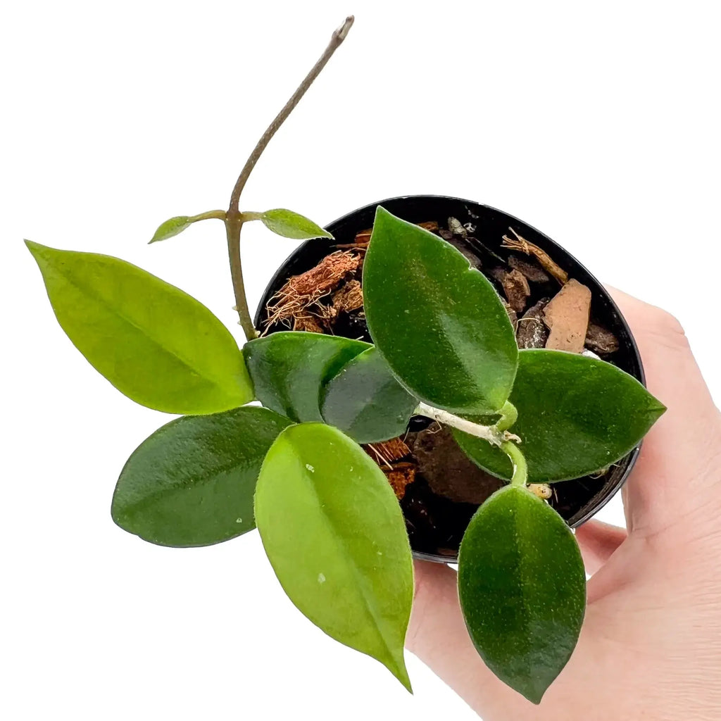 Hoya chouke | Indoor Plant | Chalet Boutique - Australia