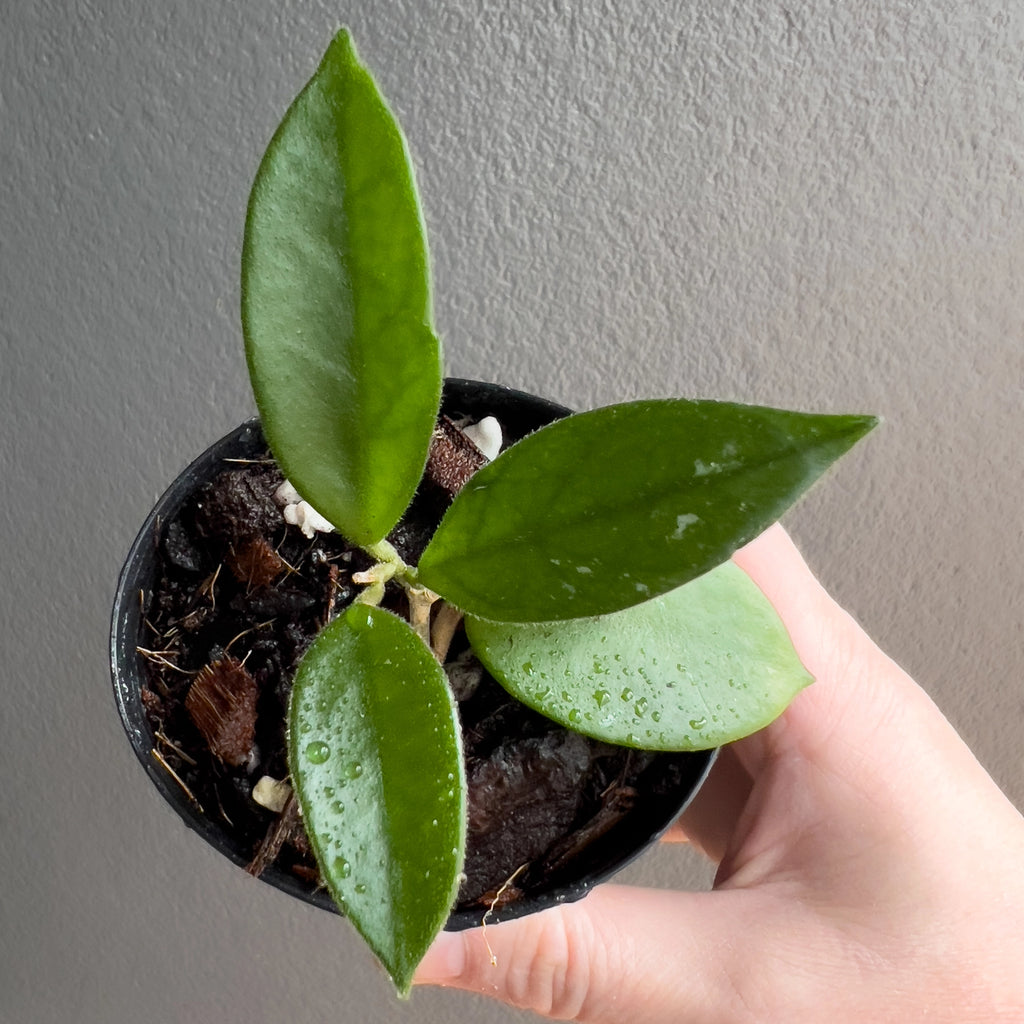 Hand holding a Hoya chouke showing thick round leaves with soft silver flecking and a smooth deep green surface.