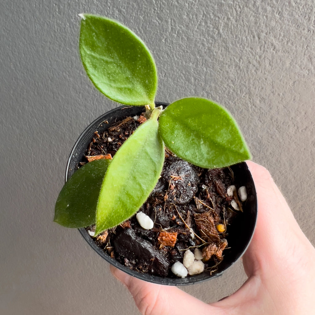 Close view of Hoya chouke in hand highlighting the firm circular foliage, gentle mottling and tidy compact vine structure.