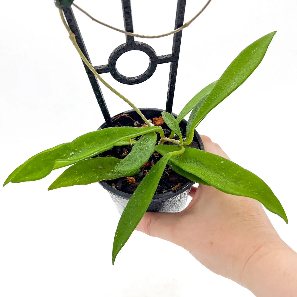 Hoya compacta Sweet Heart, rare indoor plants with variegated leaves in propagation pot, ships express in Australia.