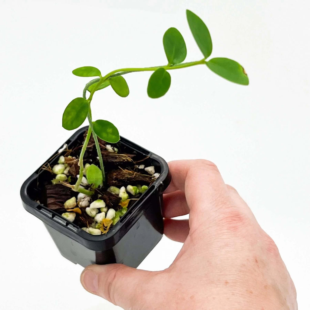 Hoya cumingiana | Indoor Plant | Chalet Boutique - Australia