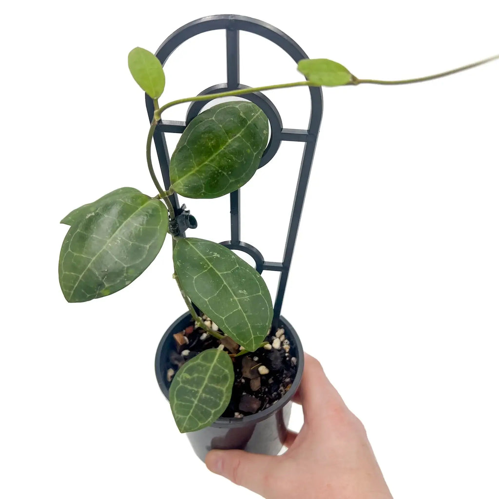 Hoya elliptica plant with thick turtle-shell leaves in a pot, showcasing unique indoor plant features, Chalet Boutique, Australia.