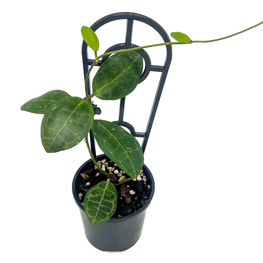 Hoya elliptica plant in a pot showcasing thick, veined leaves, available for purchase at Chalet Boutique, Australia.