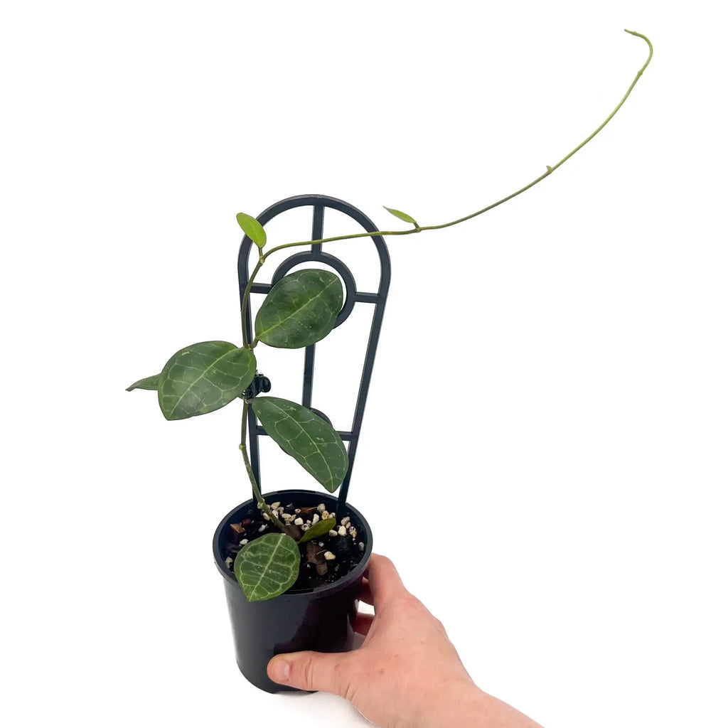 Hoya elliptica plant in a pot, showcasing thick, turtle shell-like leaves and climbing support. Chalet Boutique, Australia.