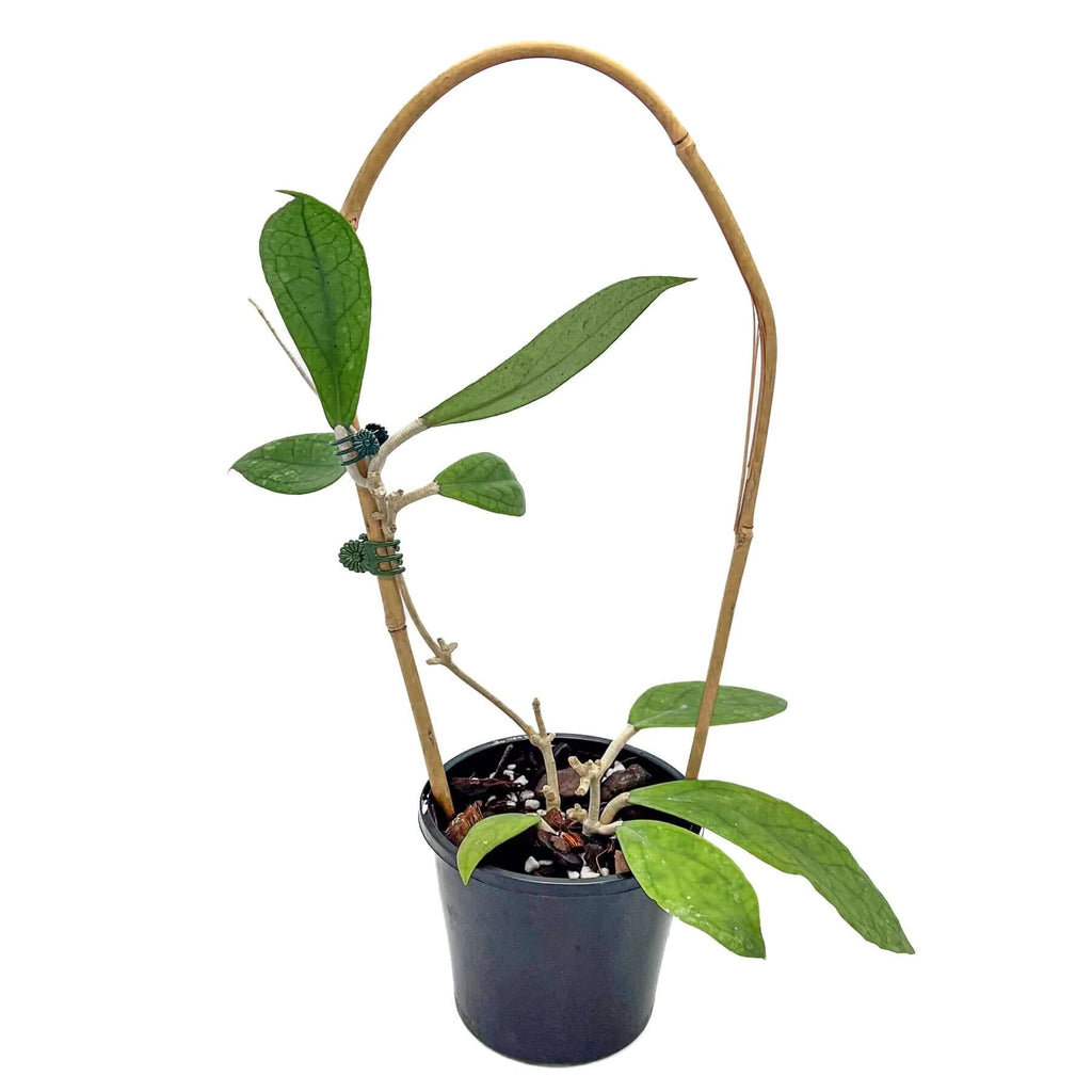 Hoya finlaysonii - Large | Indoor Plant | Chalet Boutique - Australia