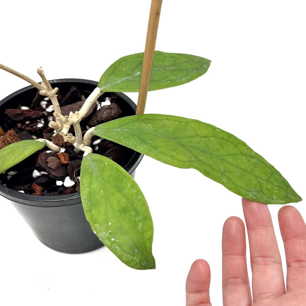 Hoya finlaysonii - Large | Indoor Plant | Chalet Boutique - Australia