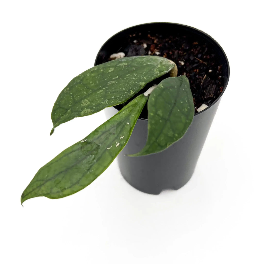 Hoya finlaysonii plant with striking green leaves in black pot. Unique indoor plants for sale at Chalet Boutique, Australia.