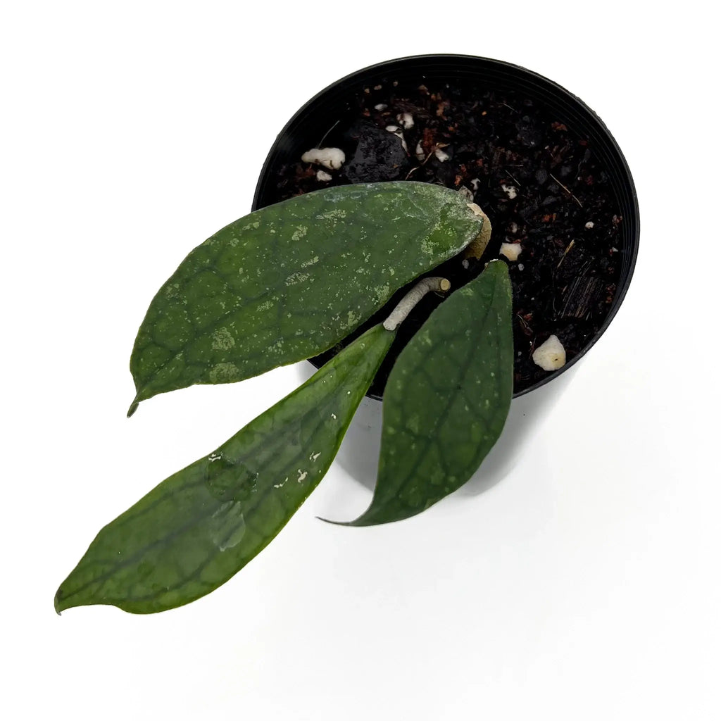 Hoya finlaysonii with light green leaves and dark green veins in a black pot, perfect for rare indoor plants, Chalet Boutique, Australia.