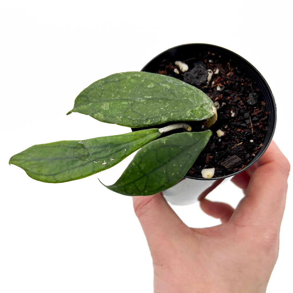 Hoya finlaysonii plant with stunning foliage in a black pot held in hand, available at Chalet Boutique, Australia.