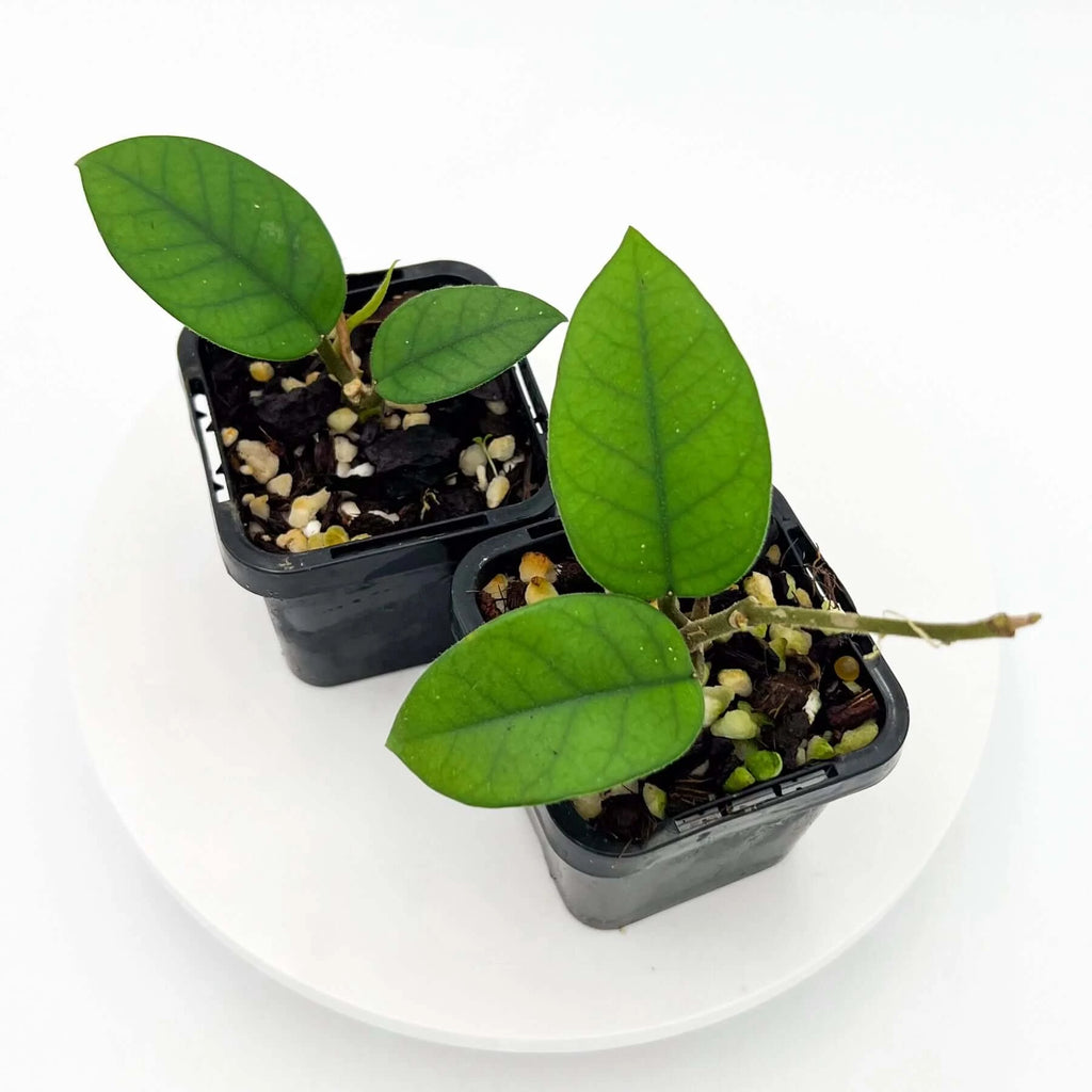 Hoya fungii | Indoor Plant | Chalet Boutique - Australia