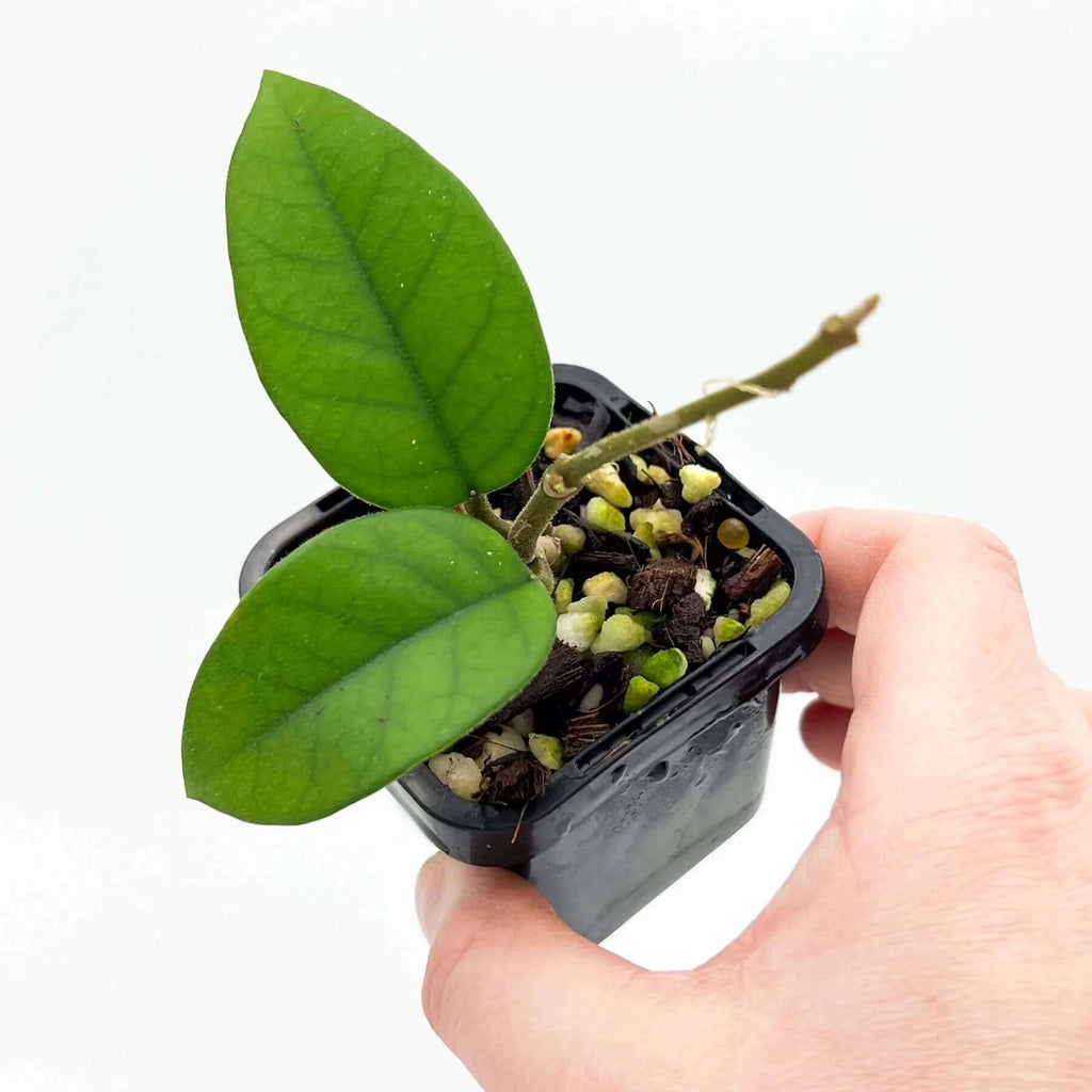 Hoya fungii | Indoor Plant | Chalet Boutique - Australia
