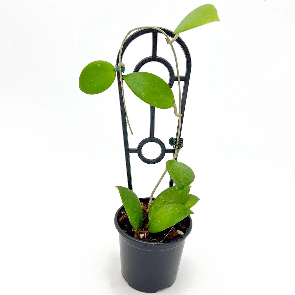 Hoya Hat Som Paen | Indoor Plant | Chalet Boutique - Australia