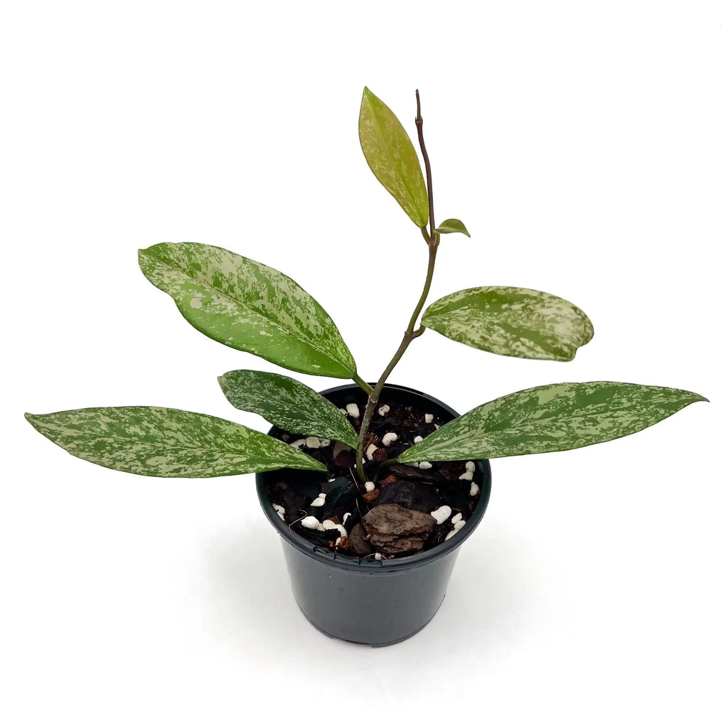 Hoya pubicalyx Royal Hawaiian 'Super Splash' in a pot, showcasing variegated leaves. Buy rare indoor plants online at Chalet Boutique, Australia.