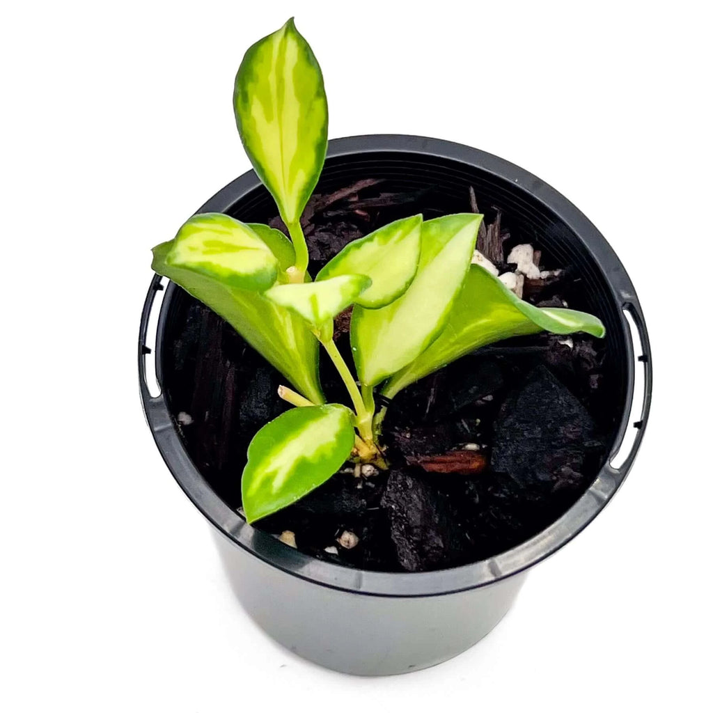 Hoya heuschkeliana variegata | Indoor Plant | Chalet Boutique - Australia