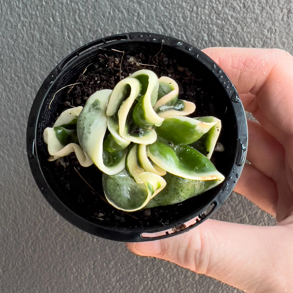 Hand holding a Hoya compacta Indian Rope outside variegate showing tightly curled leaves with creamy outer margins and a glossy green centre.
