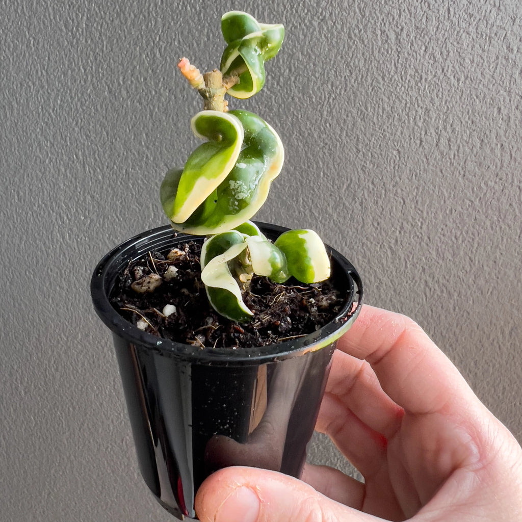 Cluster of Hoya compacta Indian Rope outside variegate leaves in hand with tight curls, creamy borders and rich green inner tones.