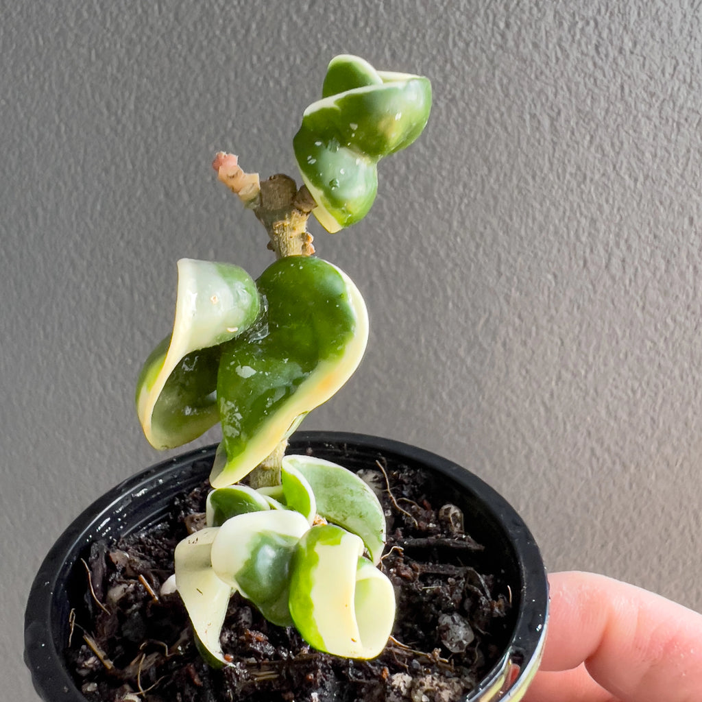 Hand holding a Hoya compacta Indian Rope outside variegate showing the thick spiralled leaves with pale outer variegation and firm texture.