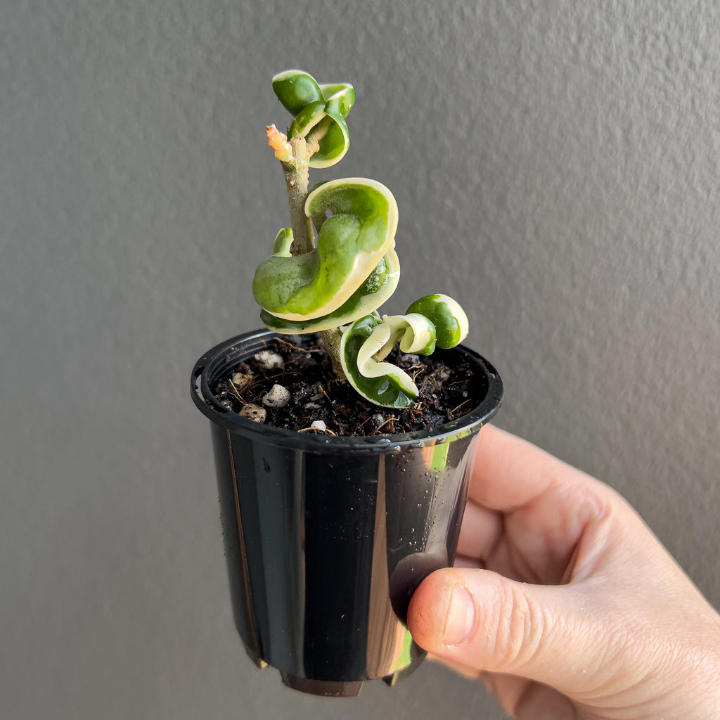 Hoya compacta Indian Rope outside variegate held close to the camera showing heavy twisted foliage and crisp cream edged patterning.
