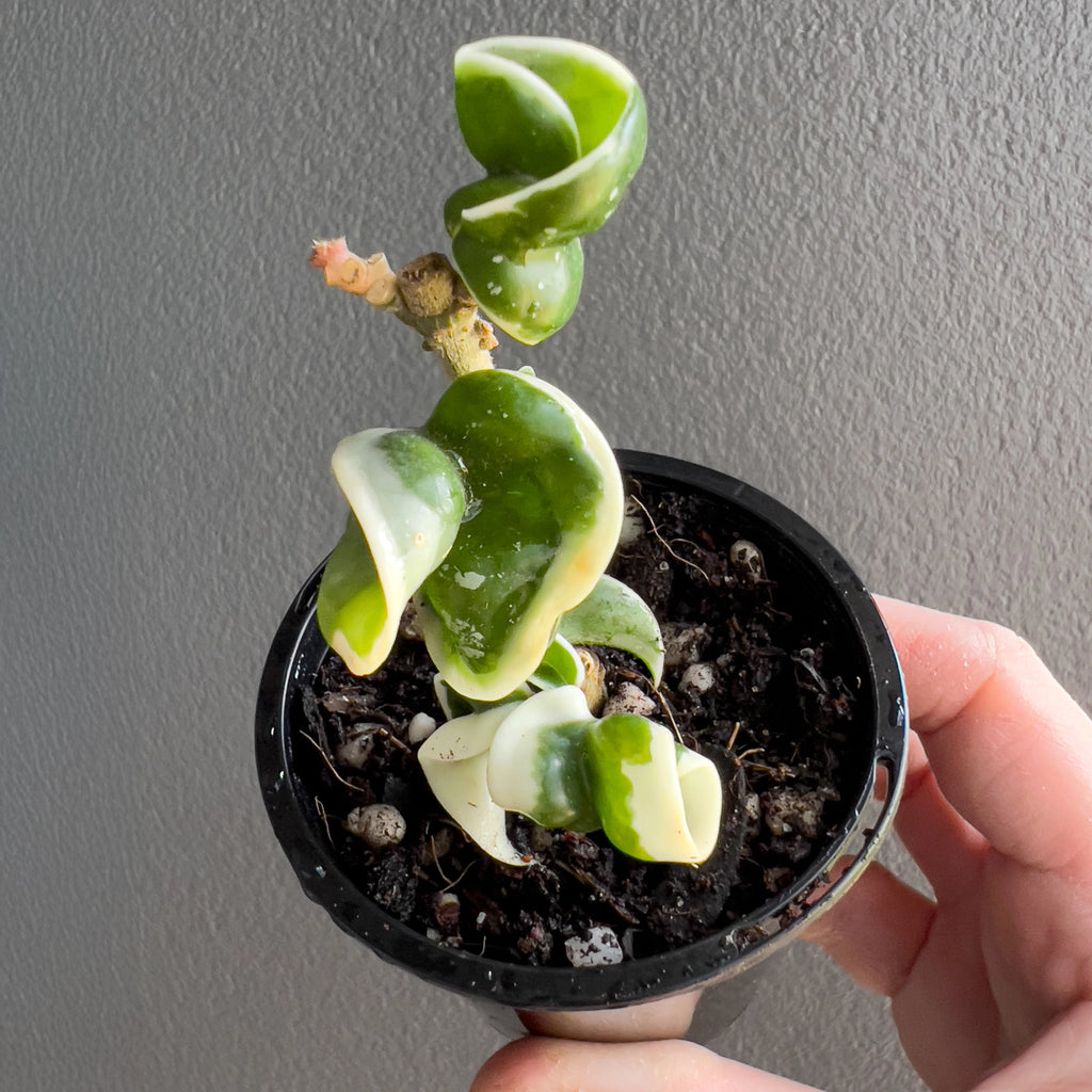 Hand holding a Hoya compacta Indian Rope outside variegate showing the compact rope like vines and strong contrast between cream and green.