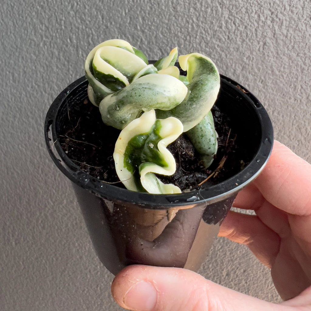 Hoya compacta Indian Rope outside variegate in a black nursery pot with dense cascading curls and bright variegated margins against a neutral background.