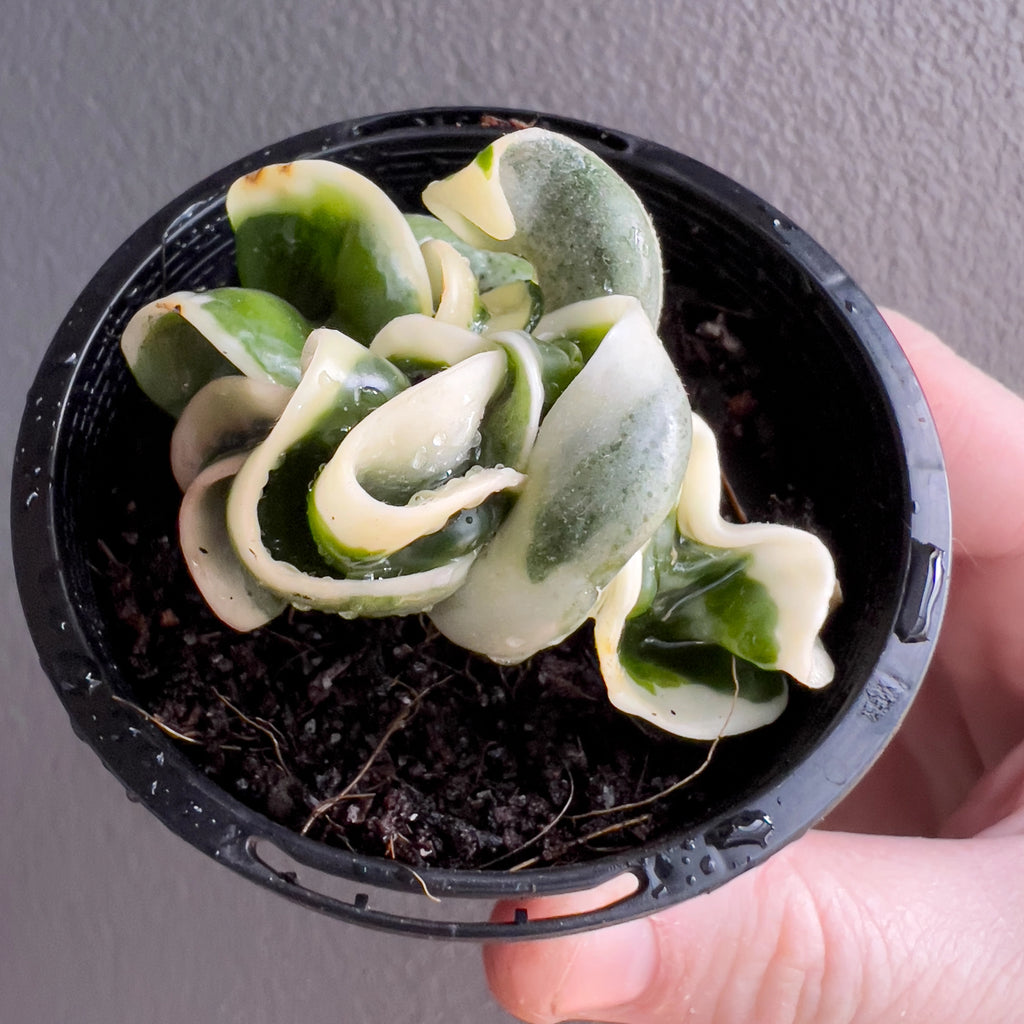 Close view of Hoya compacta Indian Rope outside variegate in hand highlighting the twisted rope like foliage with clean cream edged variegation.