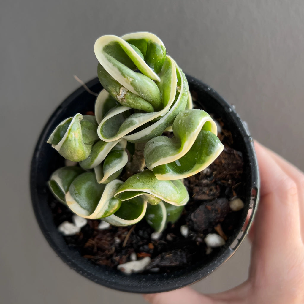 Hoya compacta Indian Rope outside variegate in hand highlighting the thick contorted leaves with smooth glossy surfaces and pale margins.