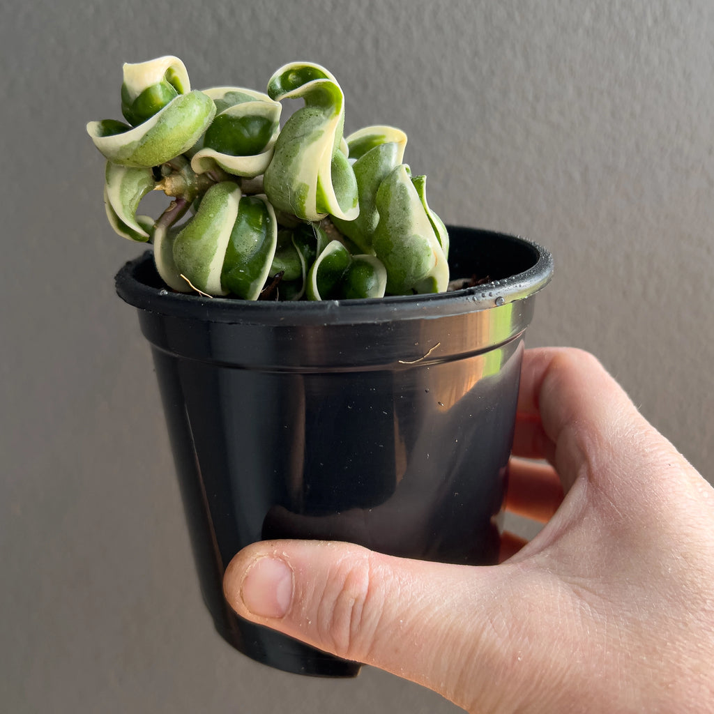 Hand holding a Hoya compacta Indian Rope outside variegate with dense sculptural curls, bright cream rims and a bold textured appearance.